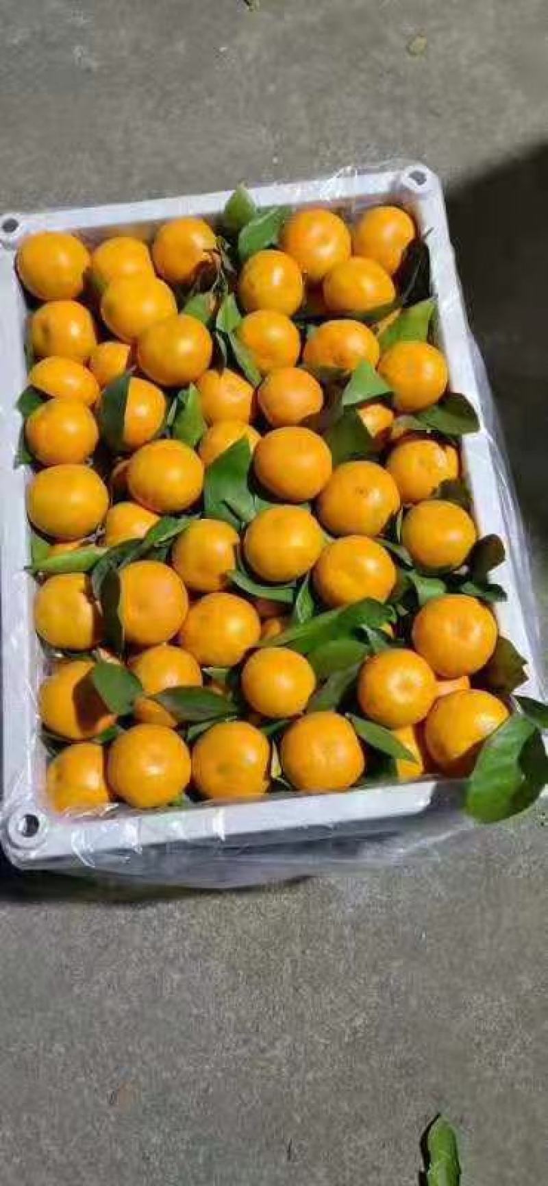 浙江精品叶橘精品中的精品