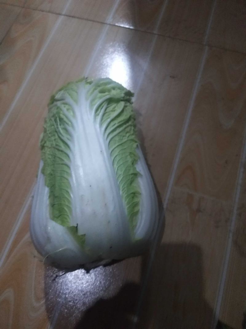 现有大量精品大白菜欢迎订购