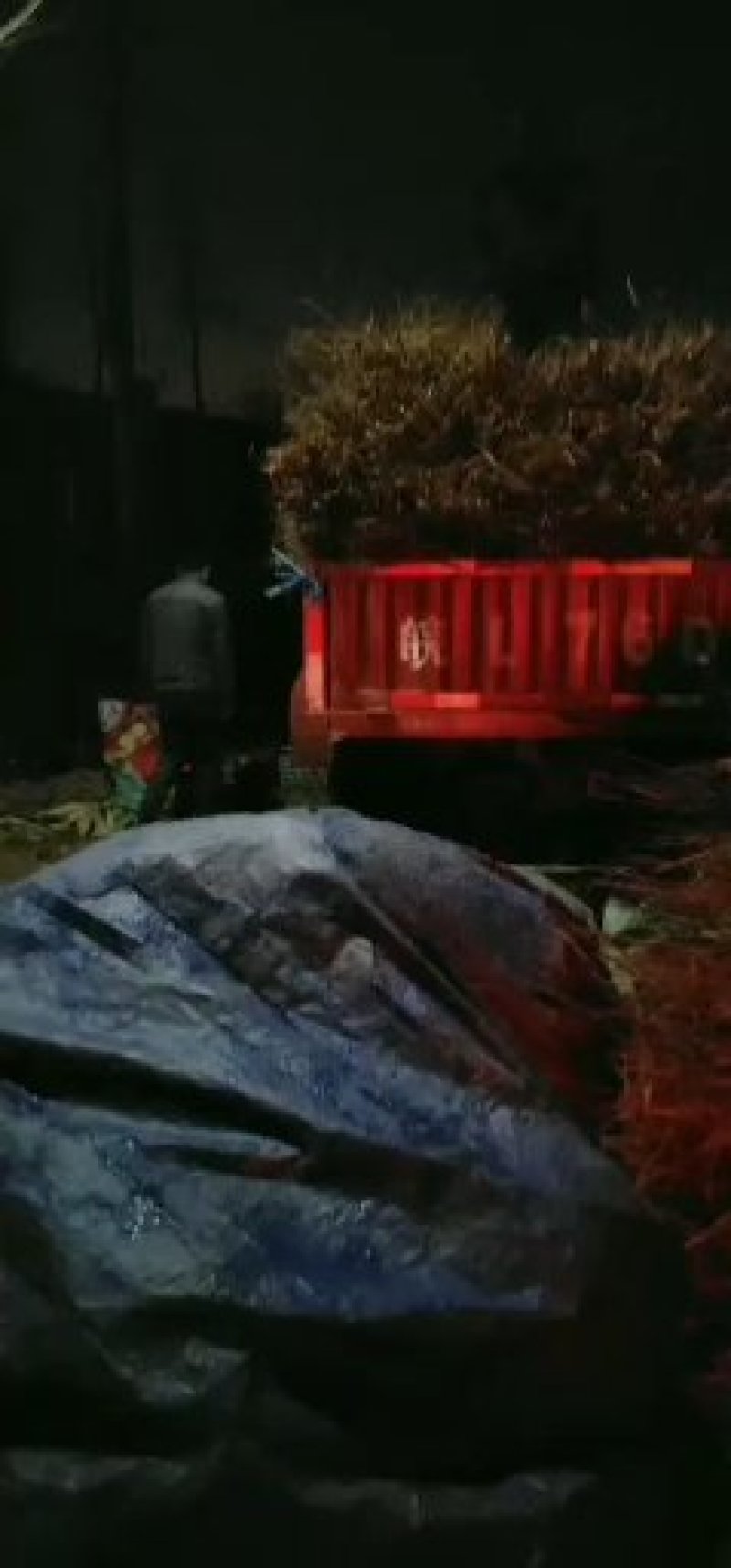 桃树苗有黄桃树苗，毛桃树苗，油桃树苗，包纯度，成活率高
