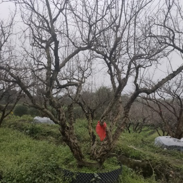 四川成都温江基地古桩石榴，欢迎选购，货源充足