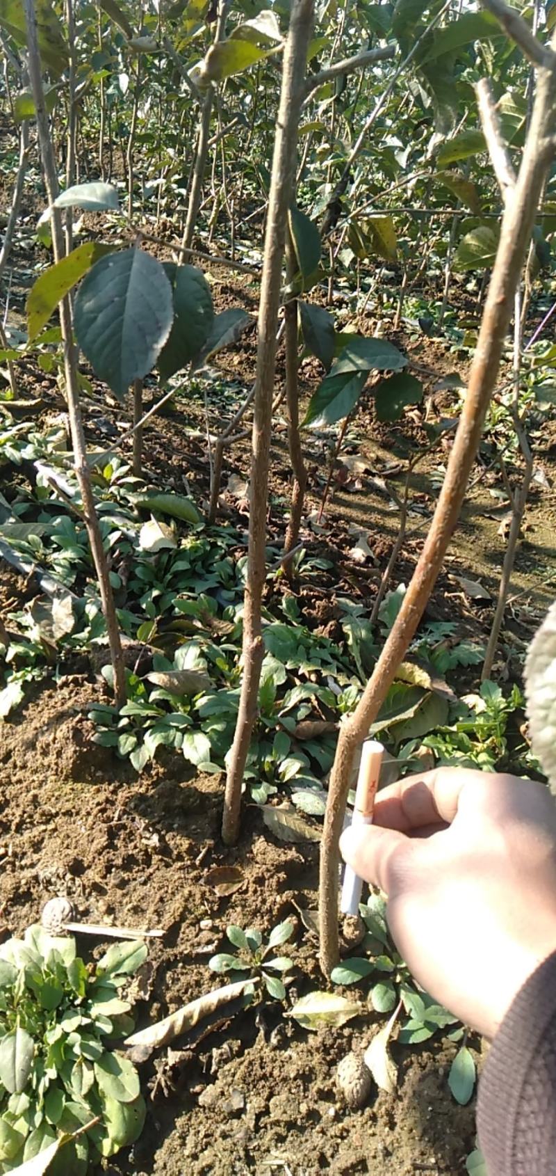 吉塞拉樱桃苗吉塞拉矮化占木6号吉塞拉苗