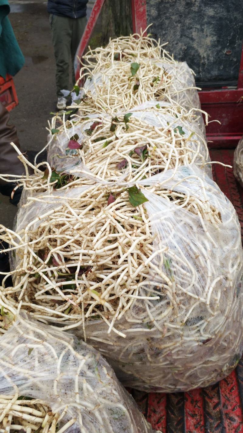 折耳根，鱼腥草，量大丛优