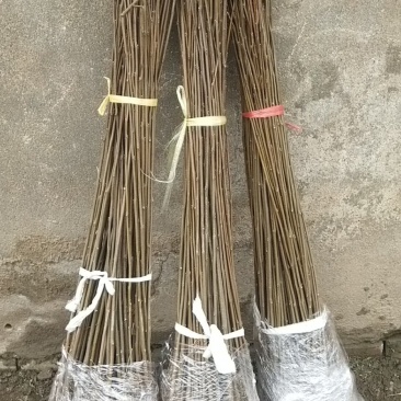 栾树苗绿化苗木庭院行道树绿化黄山栾树大小规格齐全