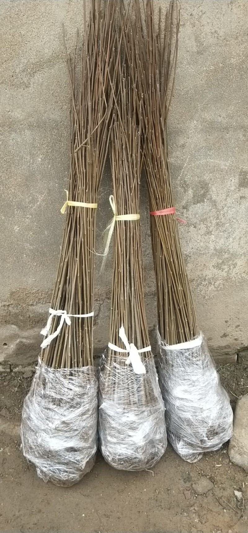 栾树苗绿化苗木庭院行道树绿化黄山栾树大小规格齐全