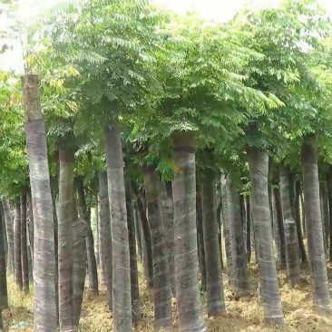 栾树苗绿化苗木庭院行道树绿化黄山栾树大小规格齐全
