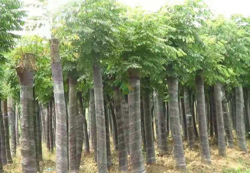栾树苗绿化苗木庭院行道树绿化黄山栾树大小规格齐全