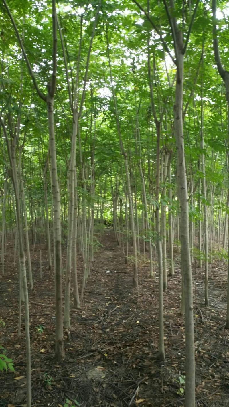 栾树苗绿化苗木庭院行道树绿化黄山栾树大小规格齐全