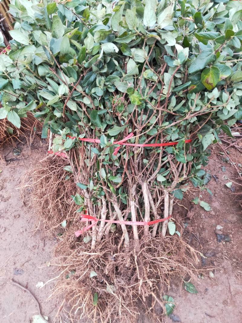 金银花树苗四季金银花白黄红色金银花沂蒙九丰一号正品包邮