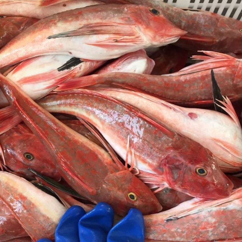 【新品】海捕红头鱼鲜活红娘子鱼红绣鞋斑鱼海鲜水产