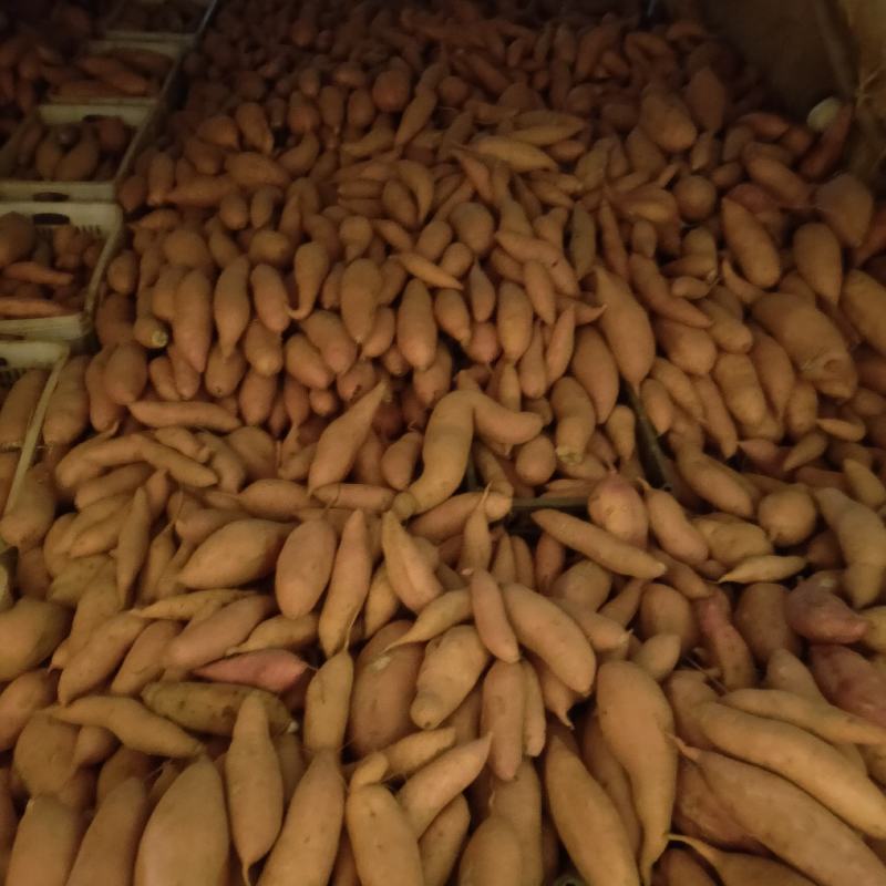 大量龙九果脯大量现货一条龙服务量大从优