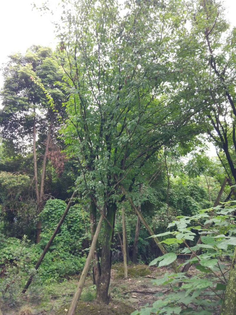 茶条戚，规格齐全，欢迎选购