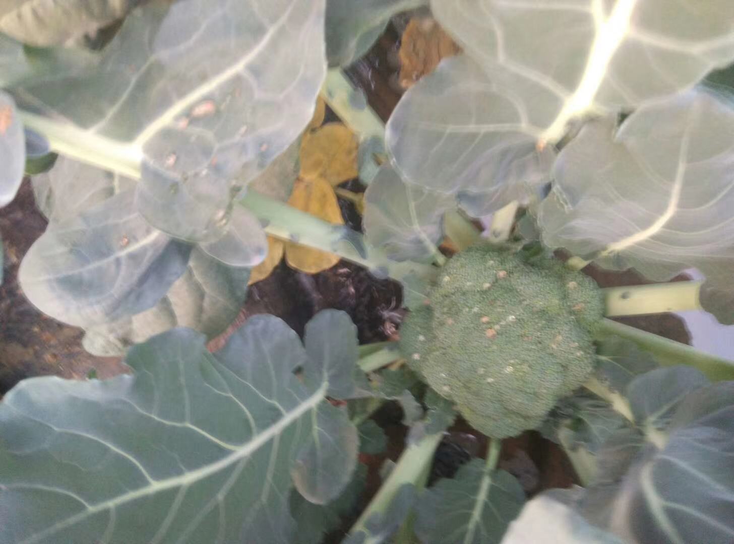 西兰花整体结构示意图