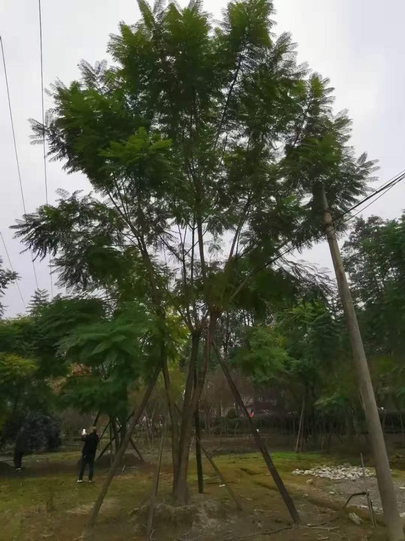 四川成都温江基地直销丛生蓝花楹，货源充足
