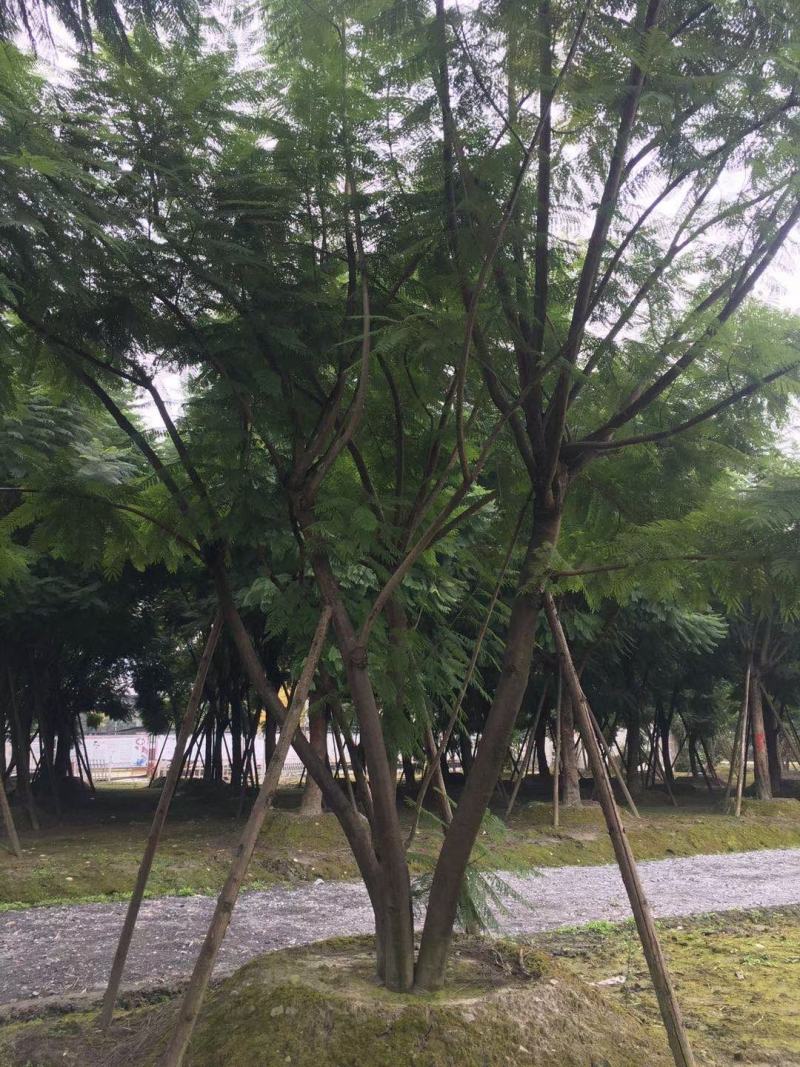 四川成都温江基地直销丛生蓝花楹，货源充足