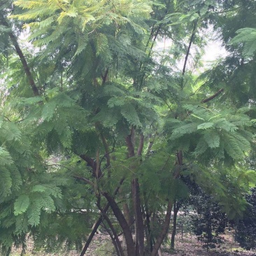 四川成都温江基地直销丛生蓝花楹，货源充足