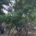 四川成都温江基地直销丛生蓝花楹，货源充足