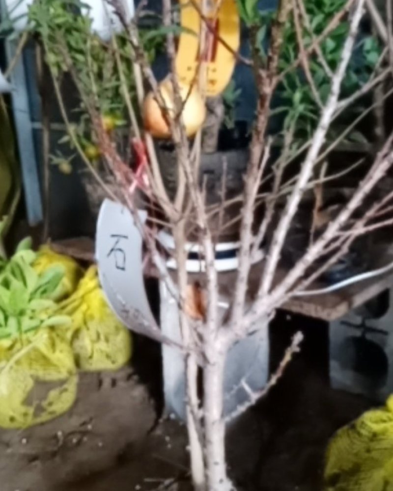 突尼斯软籽石榴苗无籽黑石榴树苗南方北方种植地栽果树苗当年