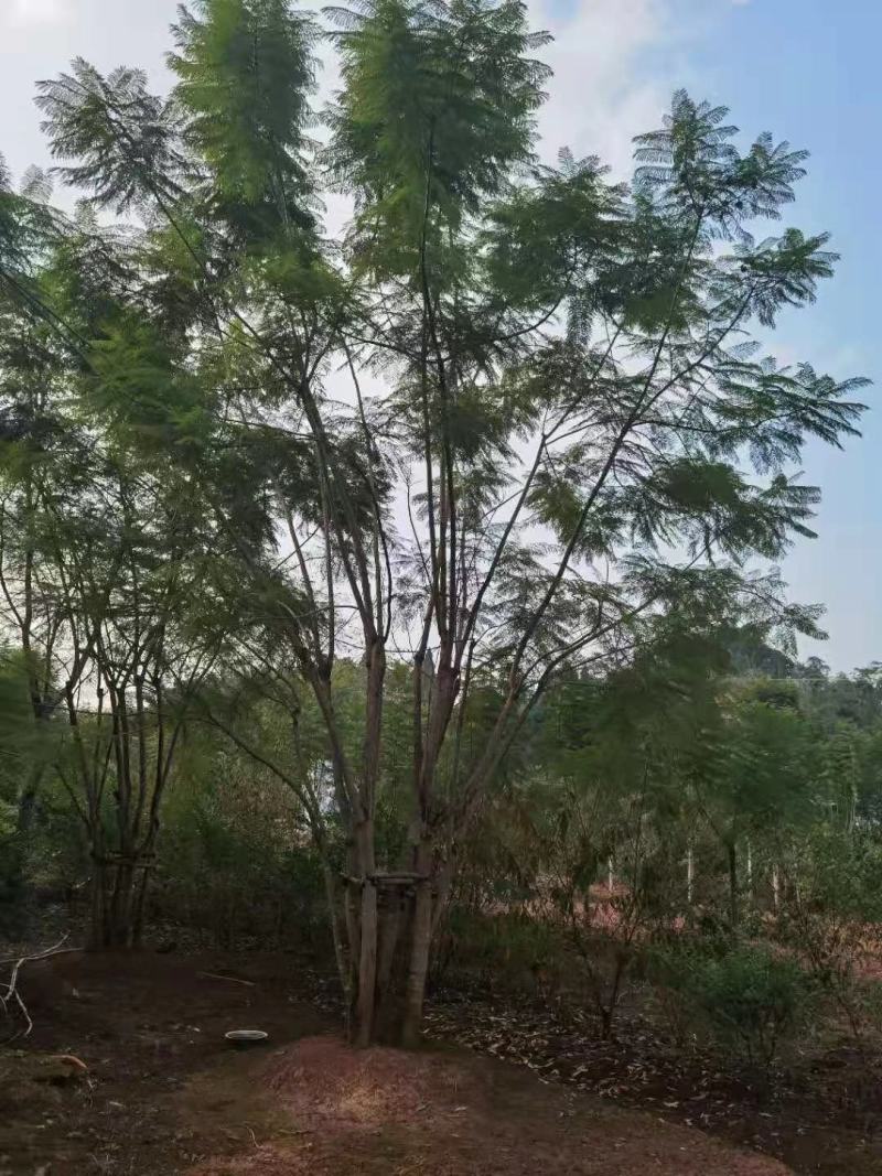 四川成都温江区苗圃拼栽蓝花楹，货源充足，欢迎选购