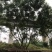 四川成都温江区苗圃拼栽蓝花楹，货源充足，欢迎选购