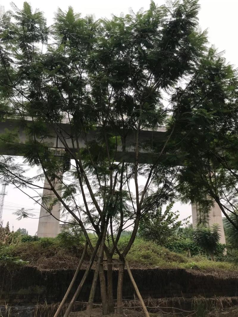 四川成都温江区苗圃拼栽蓝花楹，货源充足，欢迎选购