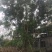 四川成都温江区苗圃拼栽蓝花楹，货源充足，欢迎选购