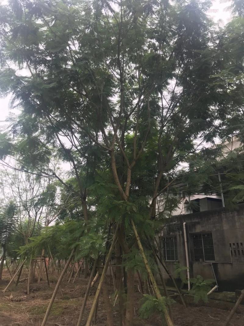 四川成都温江区苗圃拼栽蓝花楹，货源充足，欢迎选购