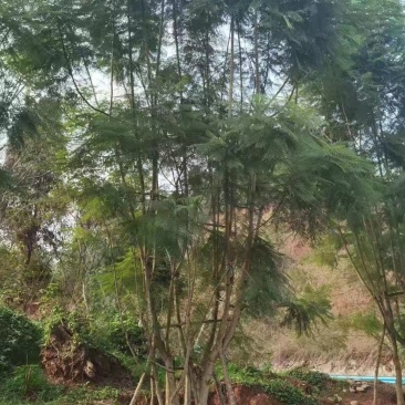 四川成都温江区苗圃拼栽蓝花楹，货源充足，欢迎选购