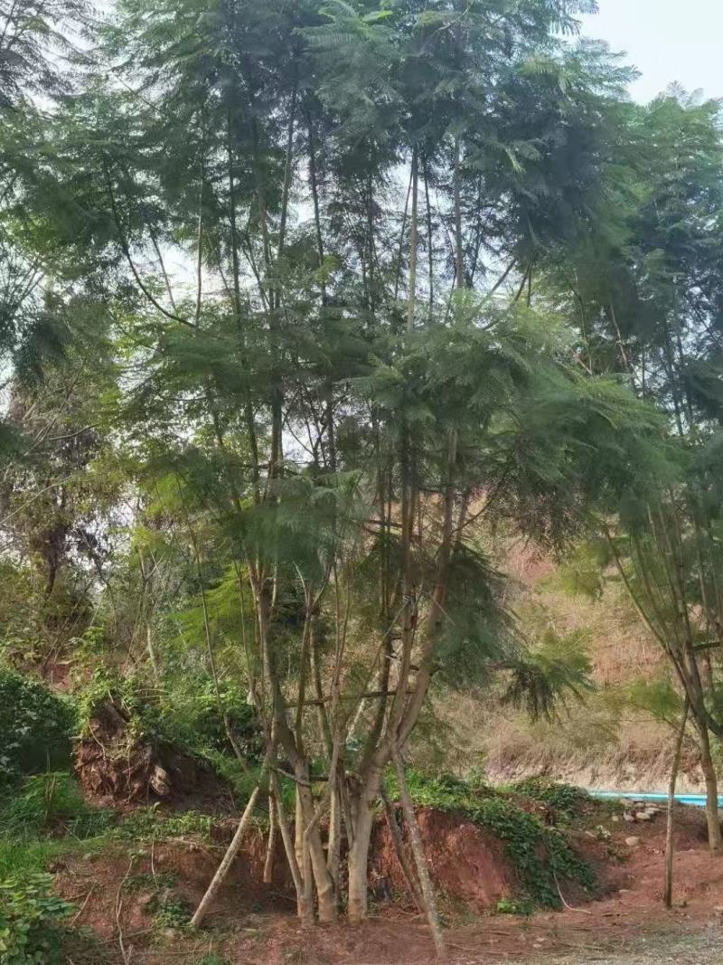 四川成都温江区苗圃拼栽蓝花楹，货源充足，欢迎选购