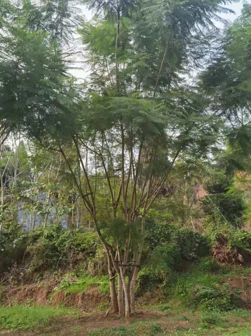 四川成都温江区苗圃拼栽蓝花楹，货源充足，欢迎选购