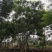 四川成都温江区苗圃拼栽蓝花楹，货源充足，欢迎选购