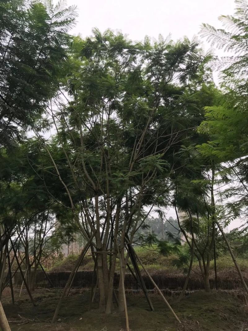 四川成都温江区苗圃拼栽蓝花楹，货源充足，欢迎选购