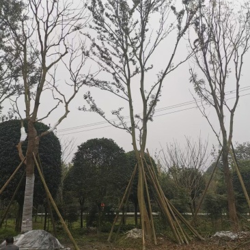 四川成都温江基地直销朴树，质量保证，基地货欢迎选购