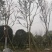 四川成都温江基地直销朴树，质量保证，基地货欢迎选购