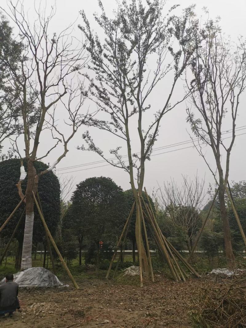 四川成都温江基地直销朴树，质量保证，基地货欢迎选购