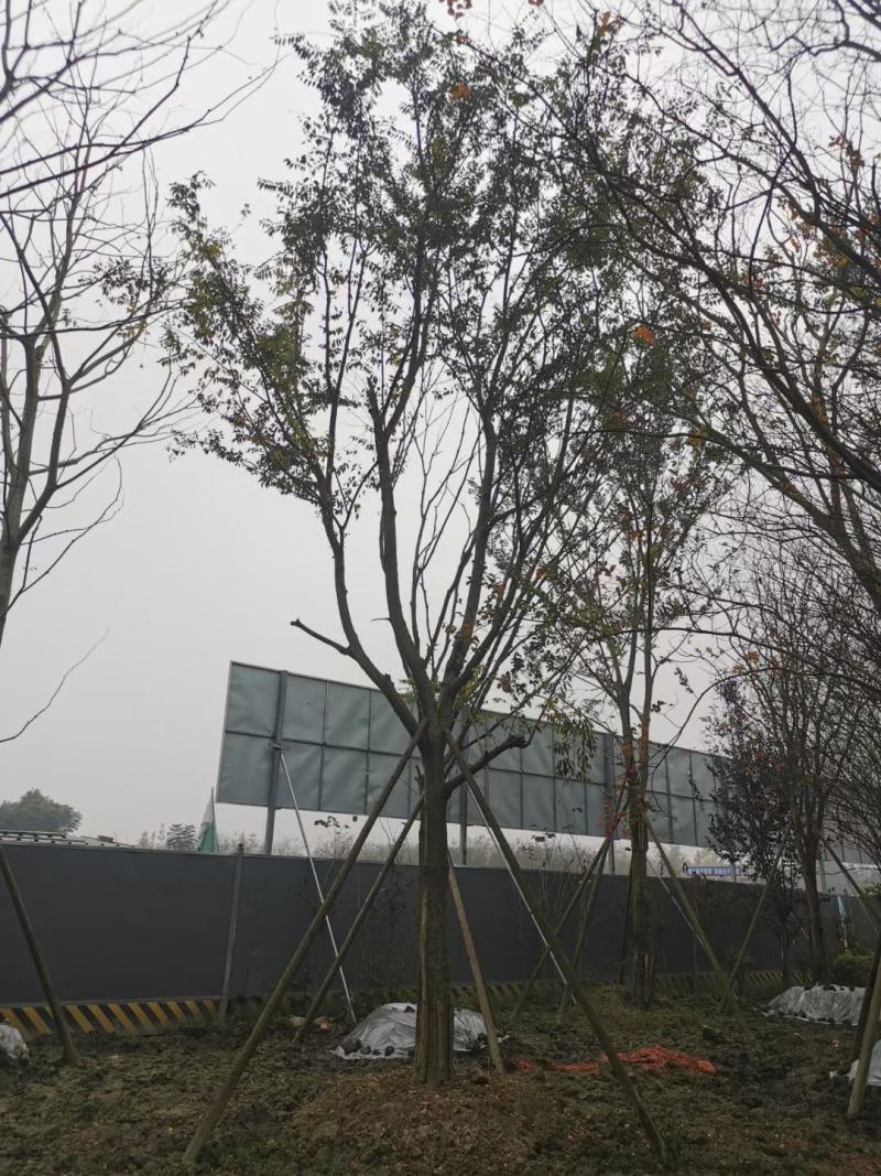 四川成都温江基地直销朴树，质量保证，基地货欢迎选购
