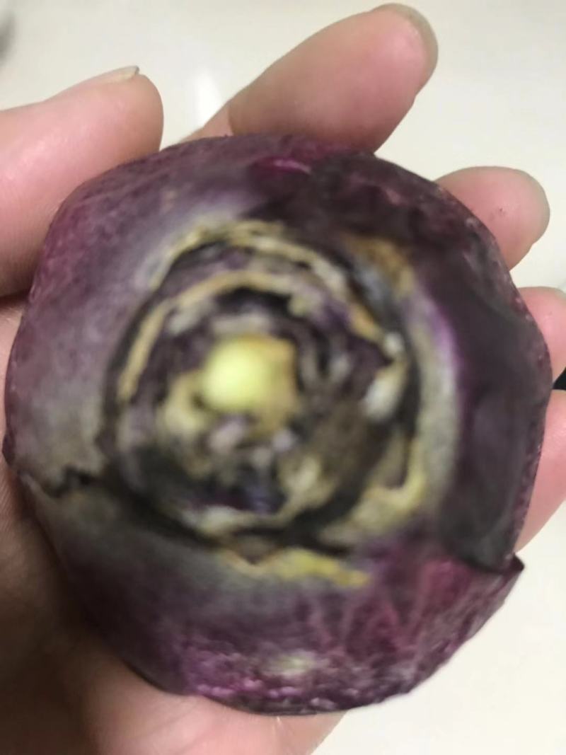 风信子种球可以水培土栽大球6种颜色，下备注颜色，包成活。