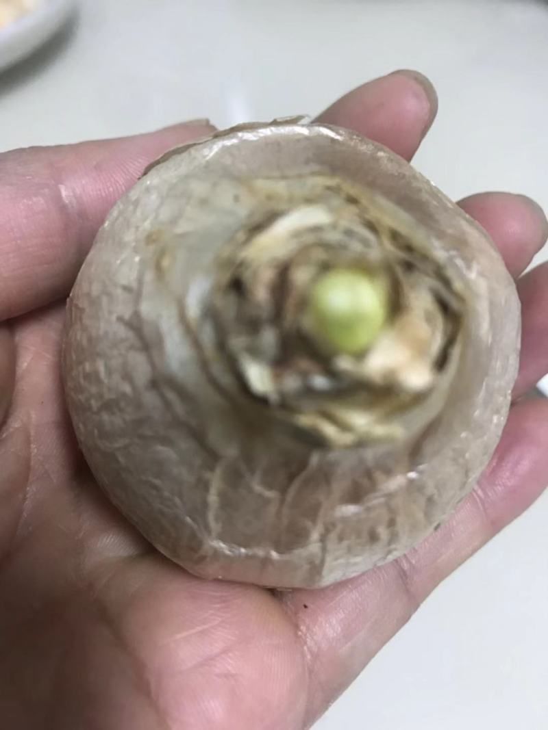 风信子种球可以水培土栽大球6种颜色，下备注颜色，包成活。