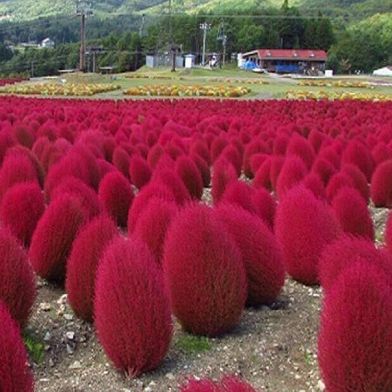 新红地肤种子绿地肤花种子阳台扫帚苗孔雀松景观花海庭院草花