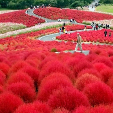 新红地肤种子绿地肤花种子阳台扫帚苗孔雀松景观花海庭院草花