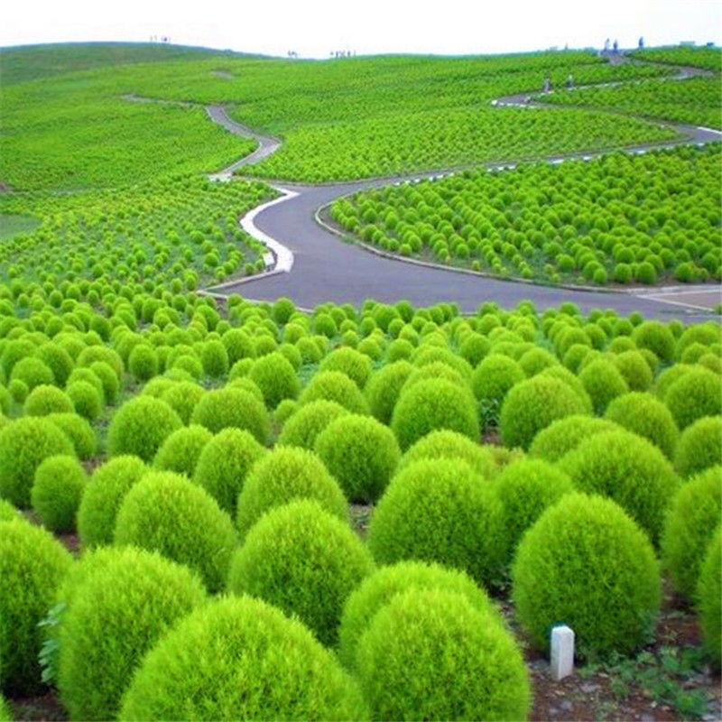 新红地肤种子绿地肤花种子阳台扫帚苗孔雀松景观花海庭院草花