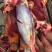 黑牦牛肉.......
