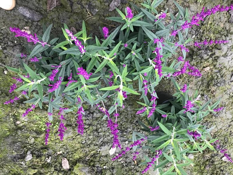 四川成都温江基地鼠尾草，规格齐全，欢迎咨询