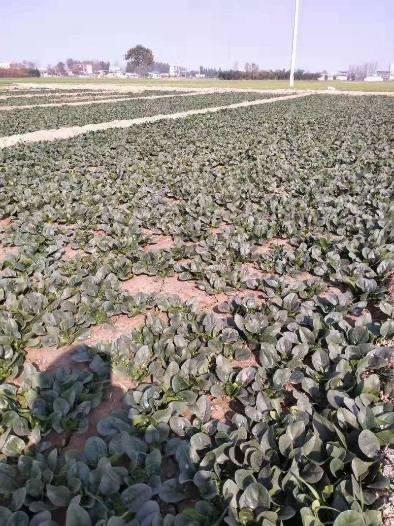 黑叶地趴菠菜！产地直发！电联视频！包装齐全！对接商超！