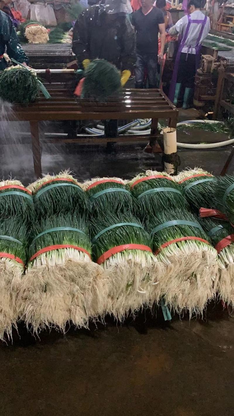 小葱产地直供精品小香葱大量热销中（产地大掉价）实力代收
