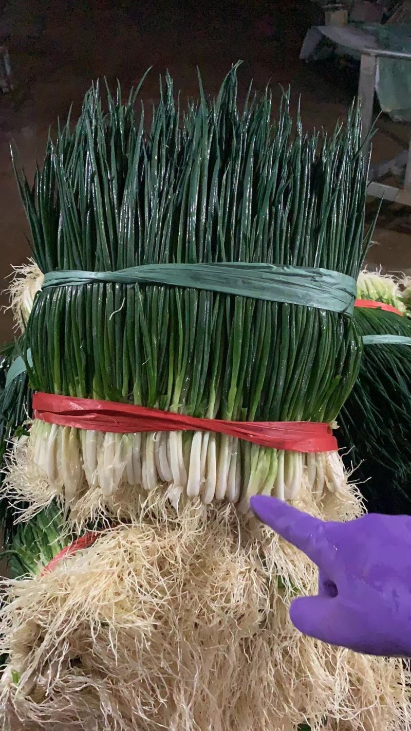 小葱产地直供精品小香葱大量热销中（产地大掉价）实力代收
