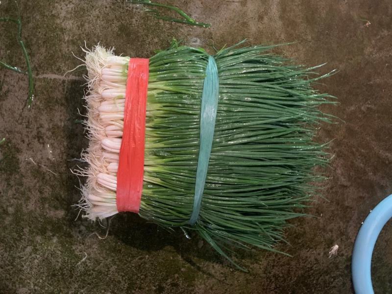 小葱产地直供精品小香葱大量热销中（产地大掉价）实力代收