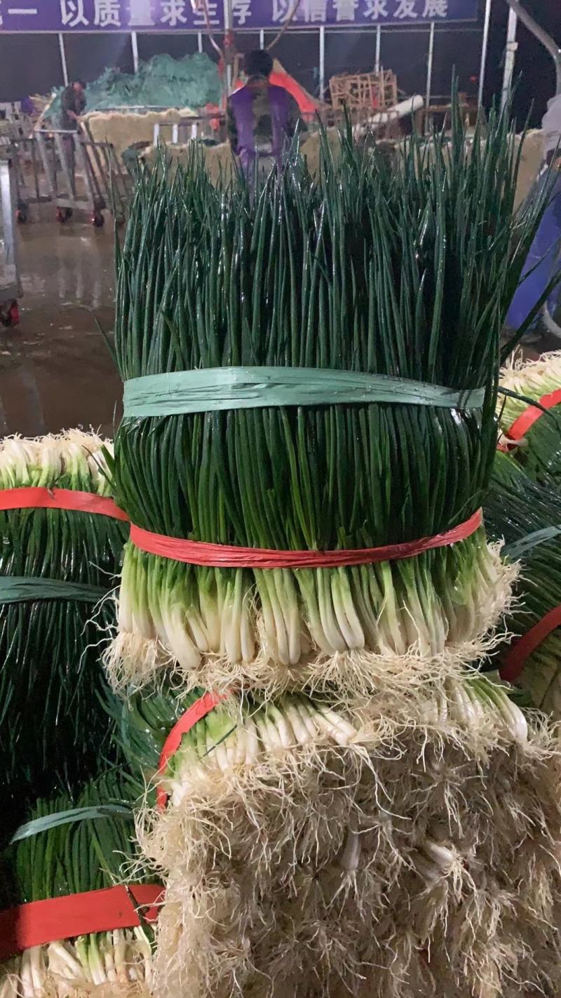 小葱产地直供精品小香葱大量热销中（产地大掉价）实力代收