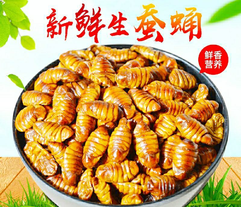 农家蚕蛹新鲜营养美味原汁原味（5斤1件快递发货包邮）