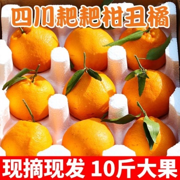 四川眉山仁寿春见耙耙柑9斤箱包邮（偏远地区除外）