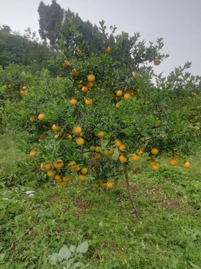 四川眉山仁寿春见耙耙柑9斤箱包邮（偏远地区除外）